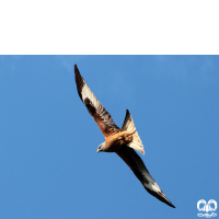 گونه کورکور حنایی Red Kite